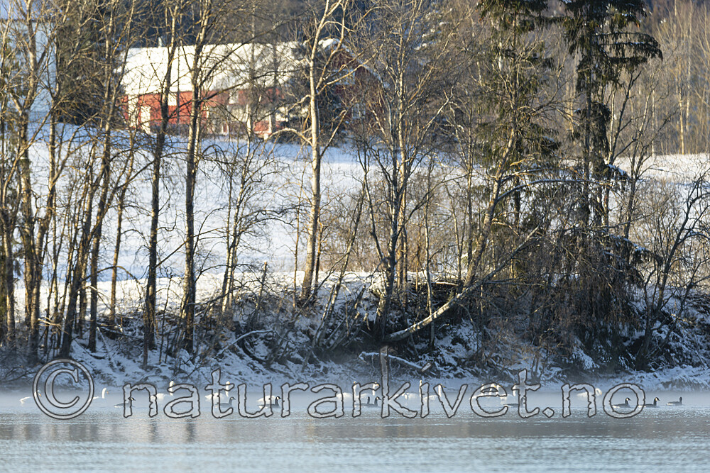 KA_191129_37 / Branta canadensis / Kanadagås <br /> Cygnus cygnus / Sangsvane