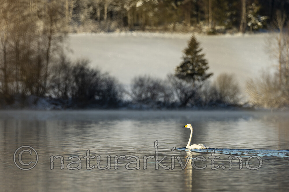 KA_191129_41 / Cygnus cygnus / Sangsvane