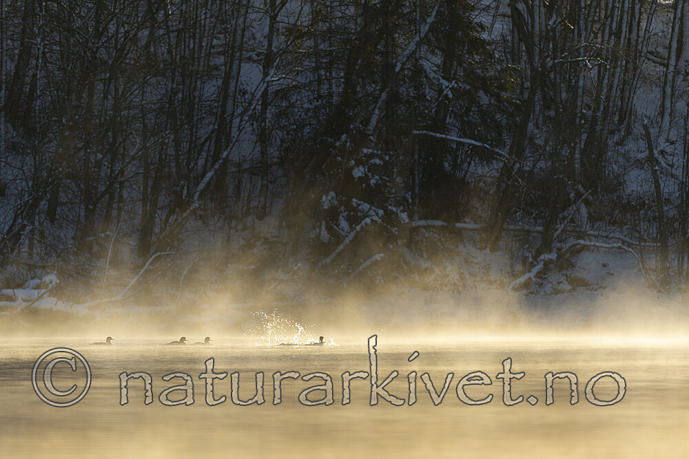 KA_191129_44 / Mergus merganser / Laksand