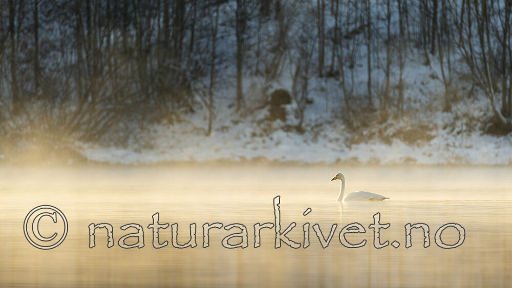 KA_191129_56 / Cygnus cygnus / Sangsvane