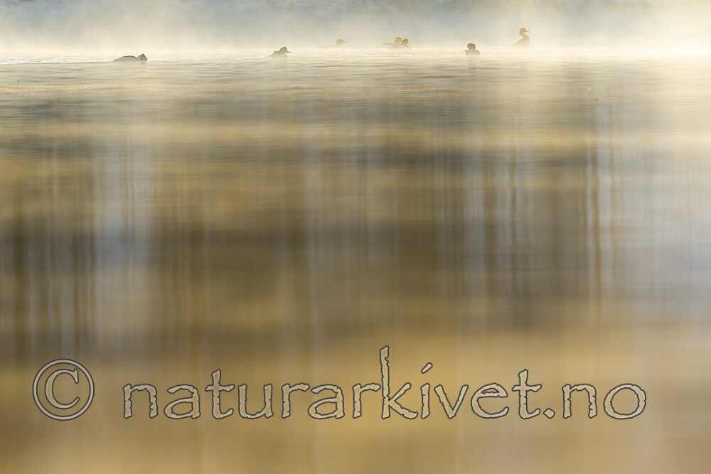 KA_191129_57 / Mergus merganser / Laksand