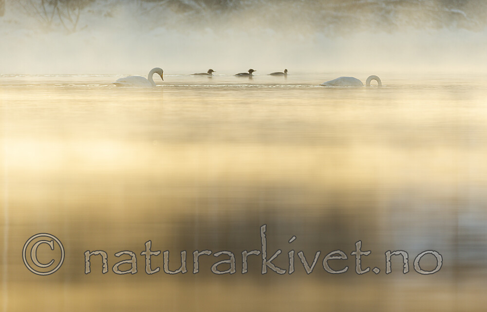 KA_191129_61 / Cygnus cygnus / Sangsvane <br /> Mergus merganser / Laksand