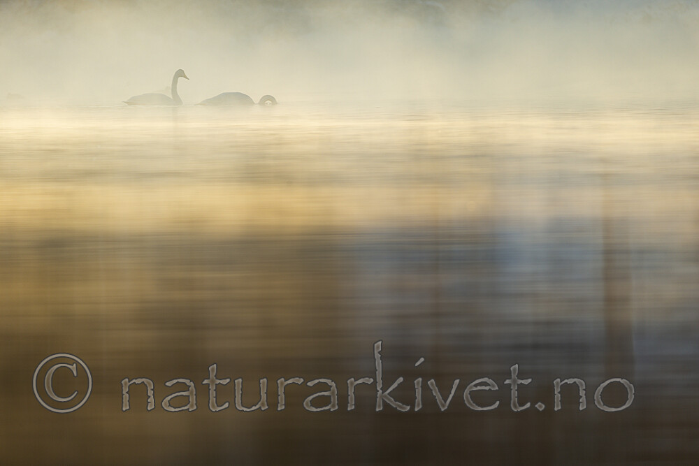 KA_191129_63 / Cygnus cygnus / Sangsvane