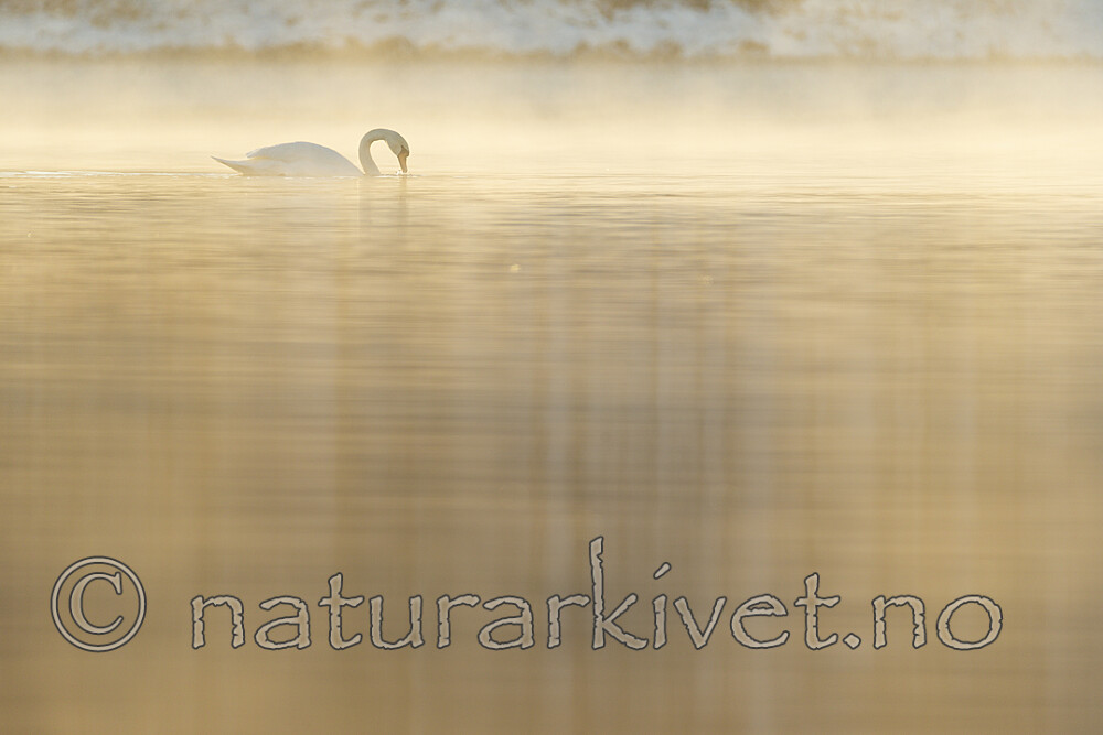 KA_191129_64 / Cygnus olor / Knoppsvane