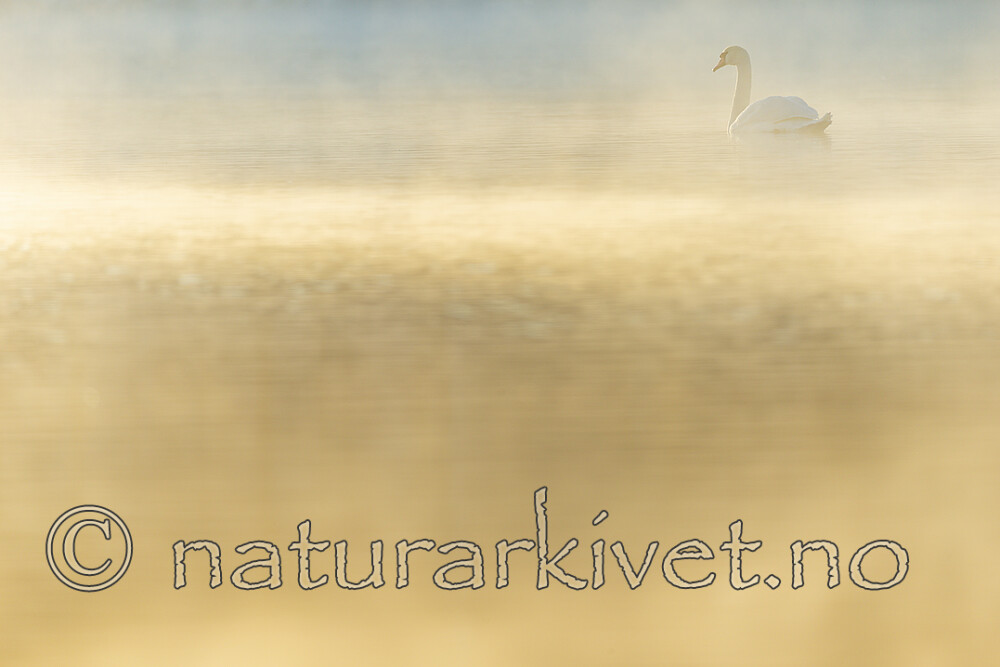 KA_191129_73 / Cygnus olor / Knoppsvane