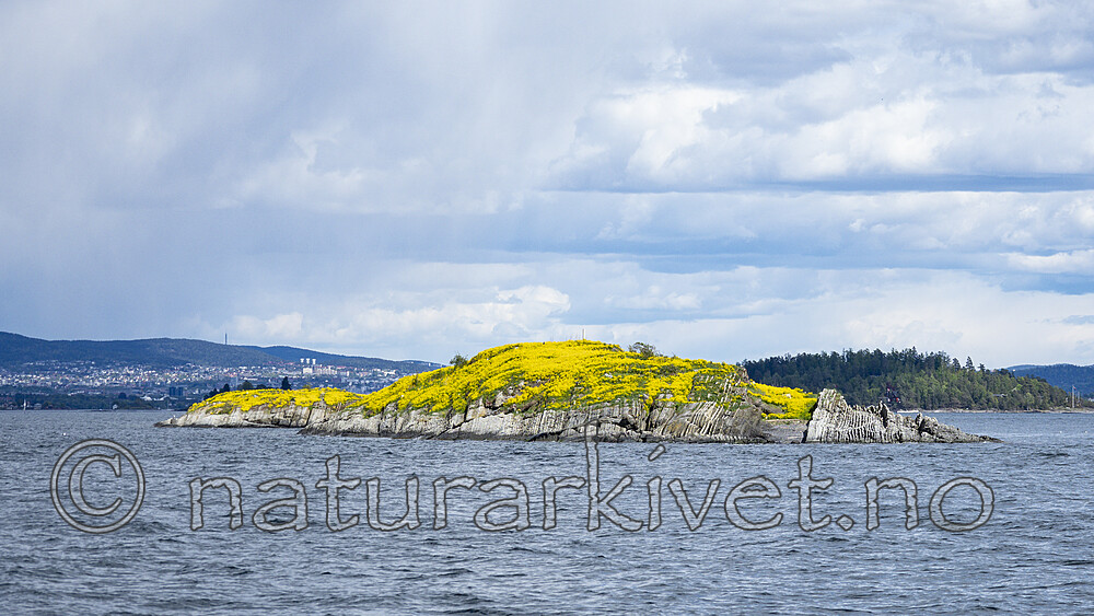 KA_200517_18 / Barbarea vulgaris / Vinterkarse