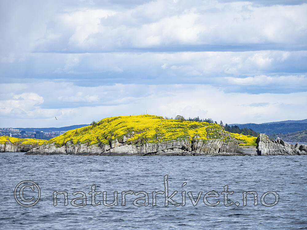 KA_200517_19 / Barbarea vulgaris / Vinterkarse
