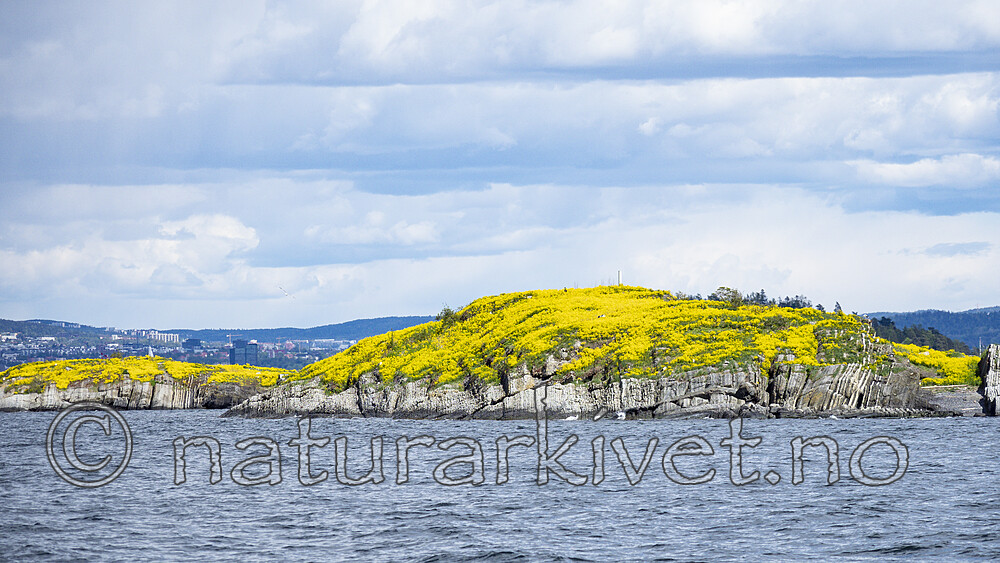 KA_200517_20 / Barbarea vulgaris / Vinterkarse