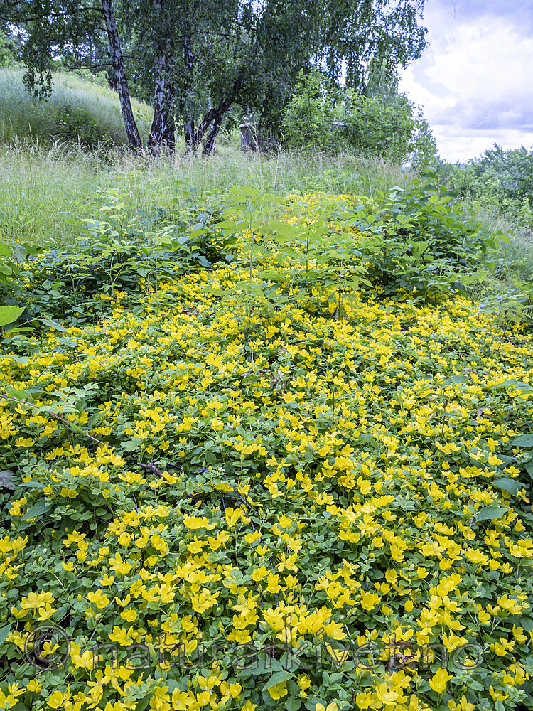KA_200629_1 / Lysimachia nummularia / Krypfredløs