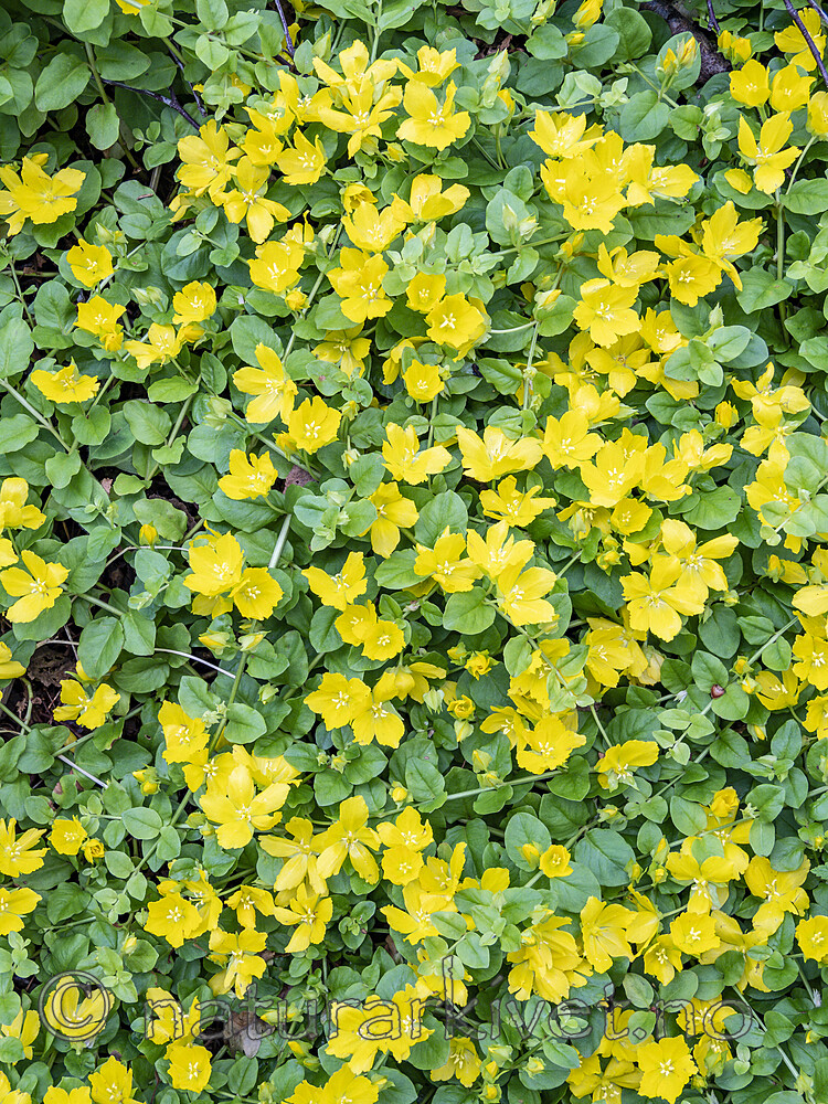 KA_200629_3 / Lysimachia nummularia / Krypfredløs