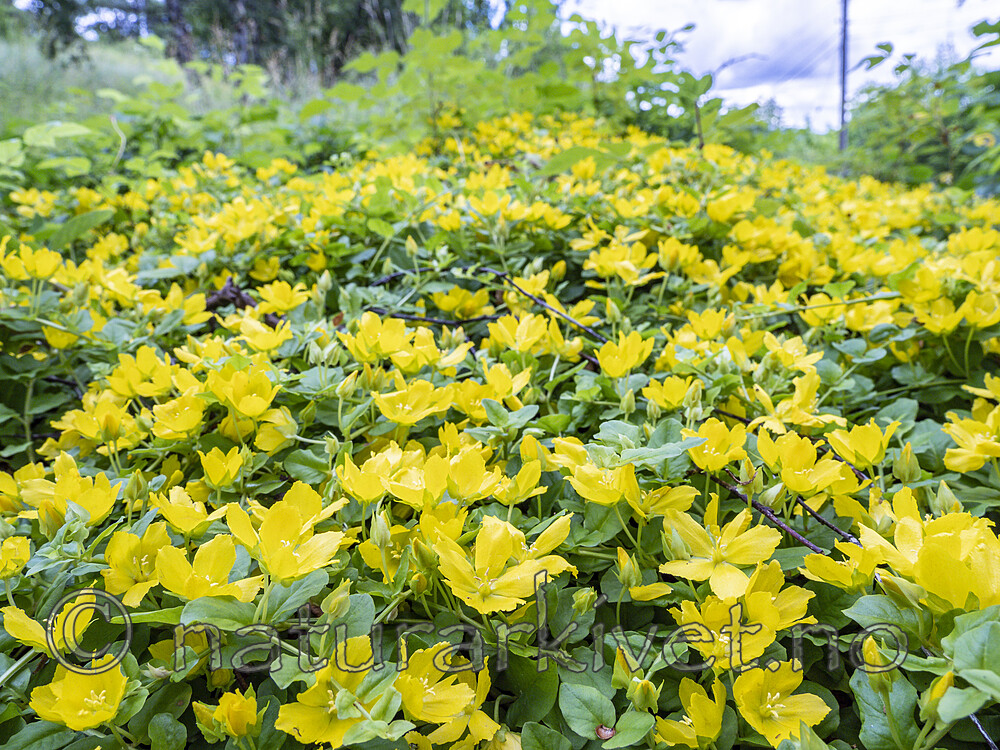 KA_200629_5 / Lysimachia nummularia / Krypfredløs