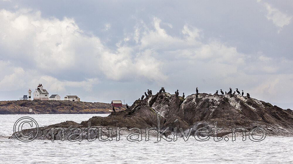KA_200710_16 / Phalacrocorax carbo / Storskarv