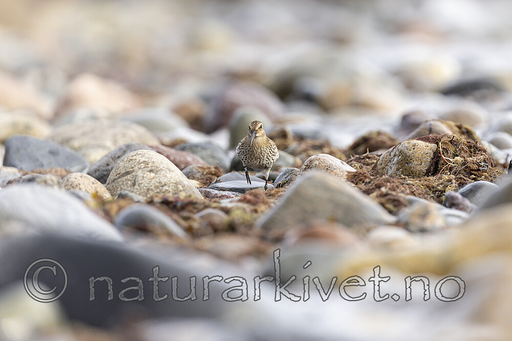 KA_200920_15 / Calidris alpina / Myrsnipe