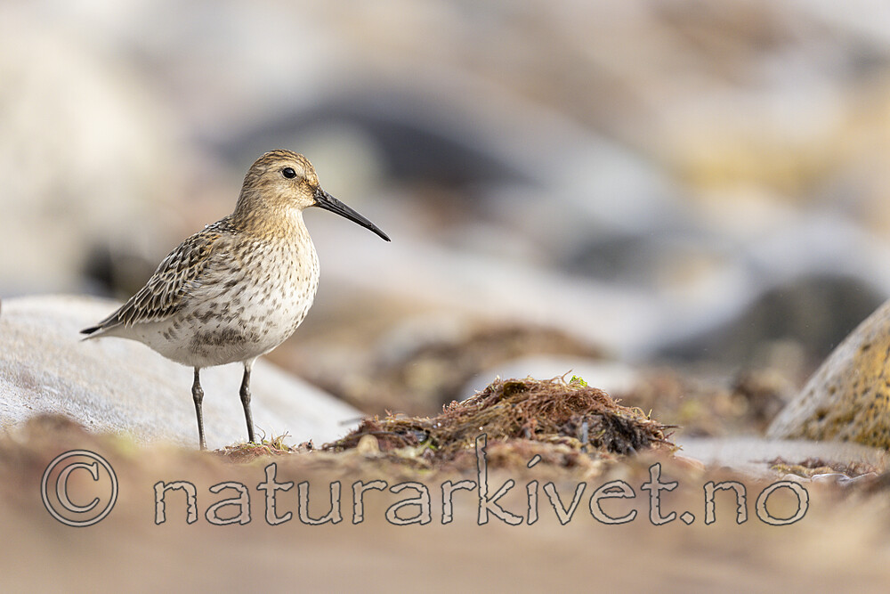 KA_200920_44 / Calidris alpina / Myrsnipe