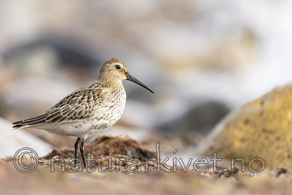 KA_200920_46 / Calidris alpina / Myrsnipe