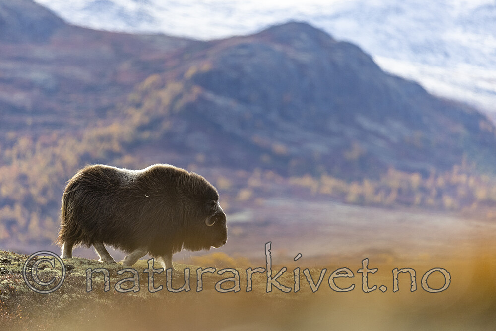 KA_200925_107 / Ovibos moschatus / Moskusfe
