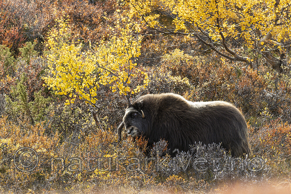 KA_200925_118 / Ovibos moschatus / Moskusfe