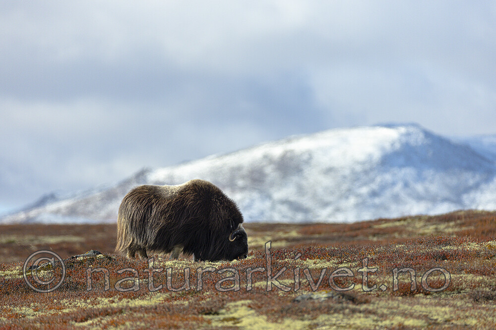 KA_200925_26 / Ovibos moschatus / Moskusfe