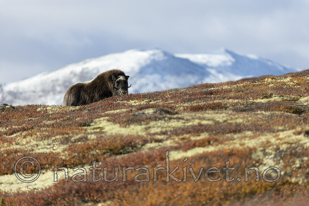 KA_200925_29 / Ovibos moschatus / Moskusfe
