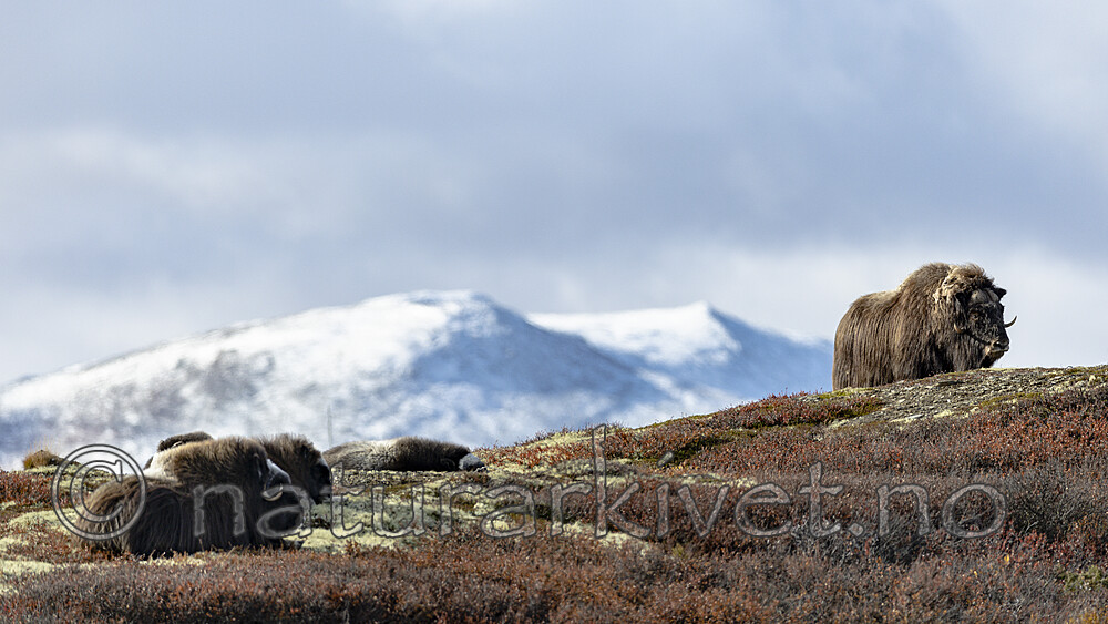 KA_200925_32 / Ovibos moschatus / Moskusfe