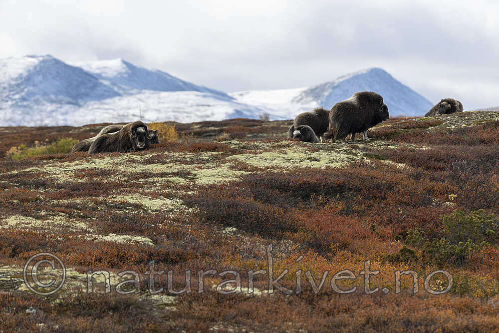 KA_200925_36 / Ovibos moschatus / Moskusfe
