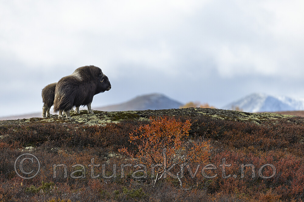 KA_200925_41 / Ovibos moschatus / Moskusfe