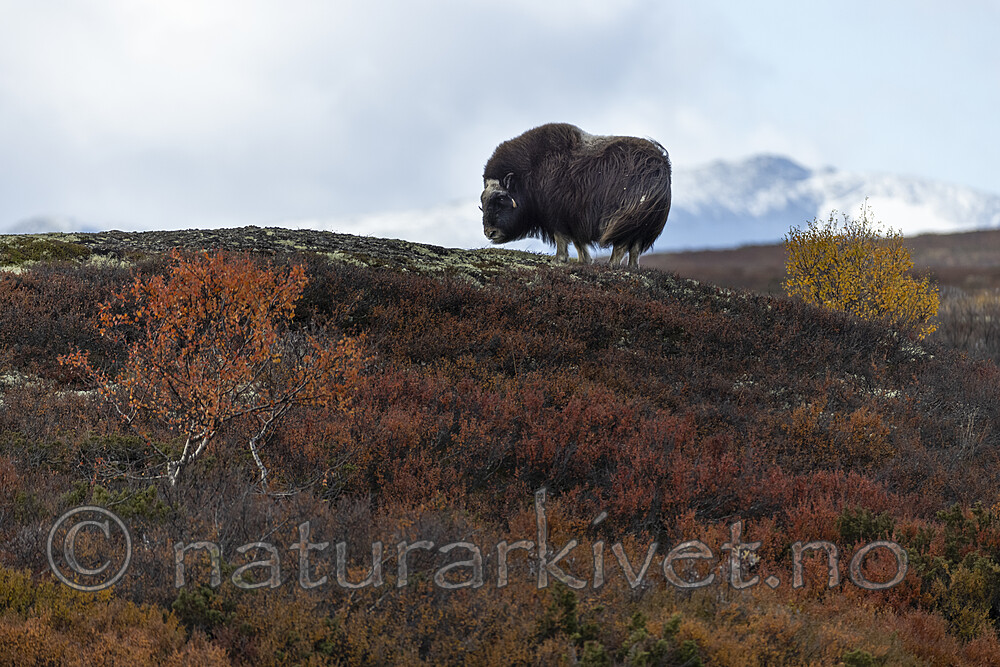 KA_200925_45 / Ovibos moschatus / Moskusfe
