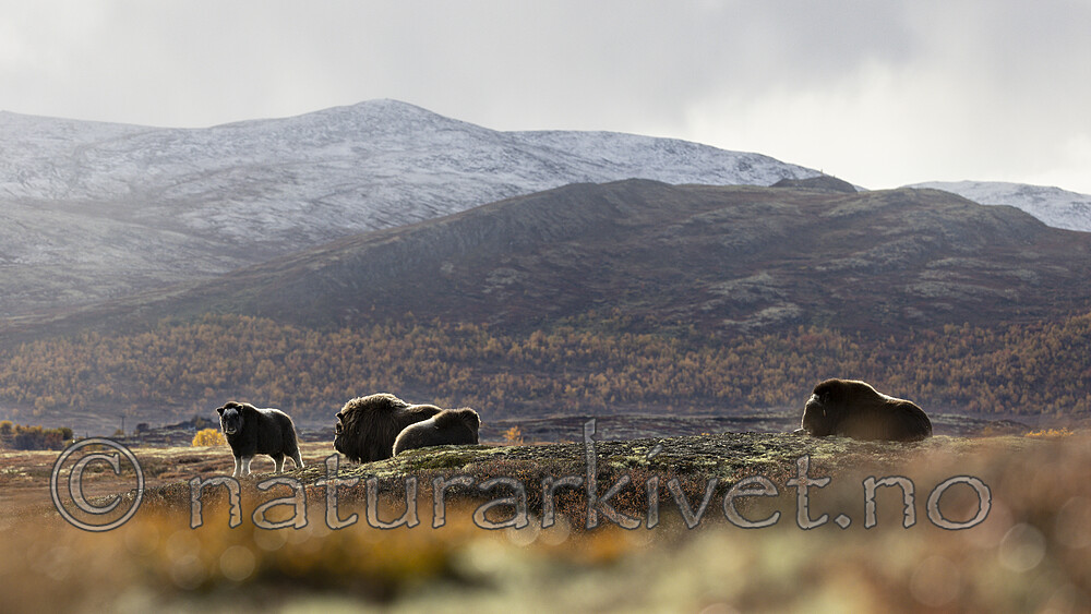 KA_200925_49 / Ovibos moschatus / Moskusfe