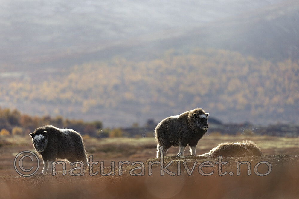 KA_200925_53 / Ovibos moschatus / Moskusfe