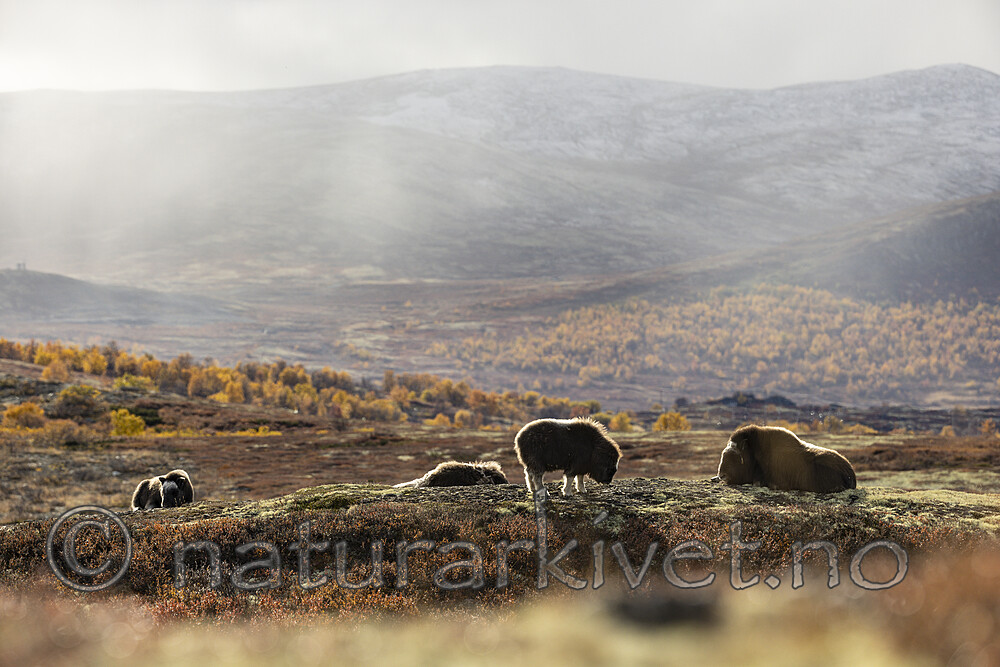 KA_200925_56 / Ovibos moschatus / Moskusfe