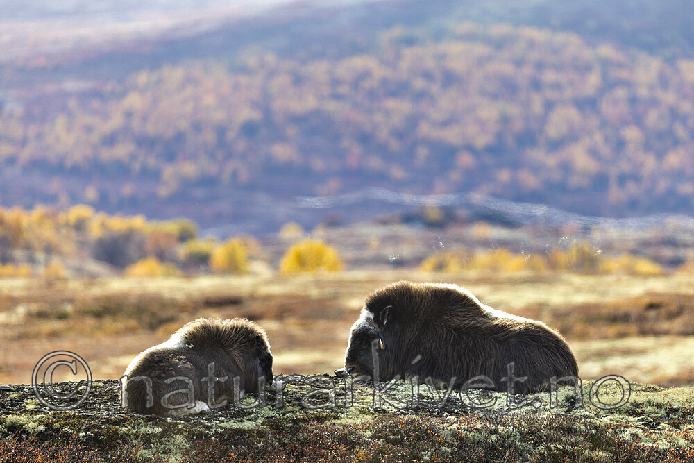 KA_200925_58 / Ovibos moschatus / Moskusfe