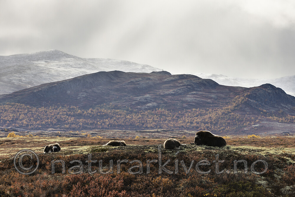 KA_200925_60 / Ovibos moschatus / Moskusfe