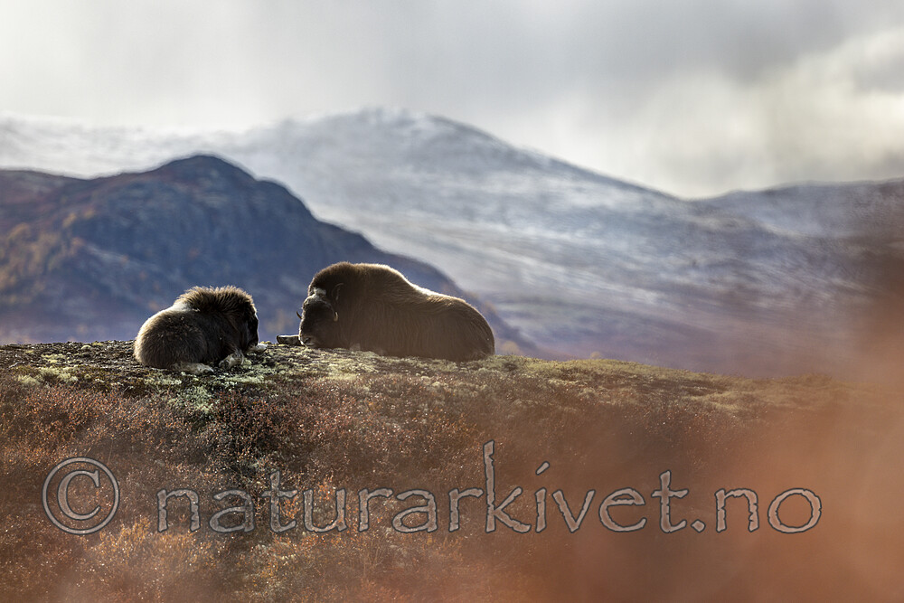 KA_200925_62 / Ovibos moschatus / Moskusfe