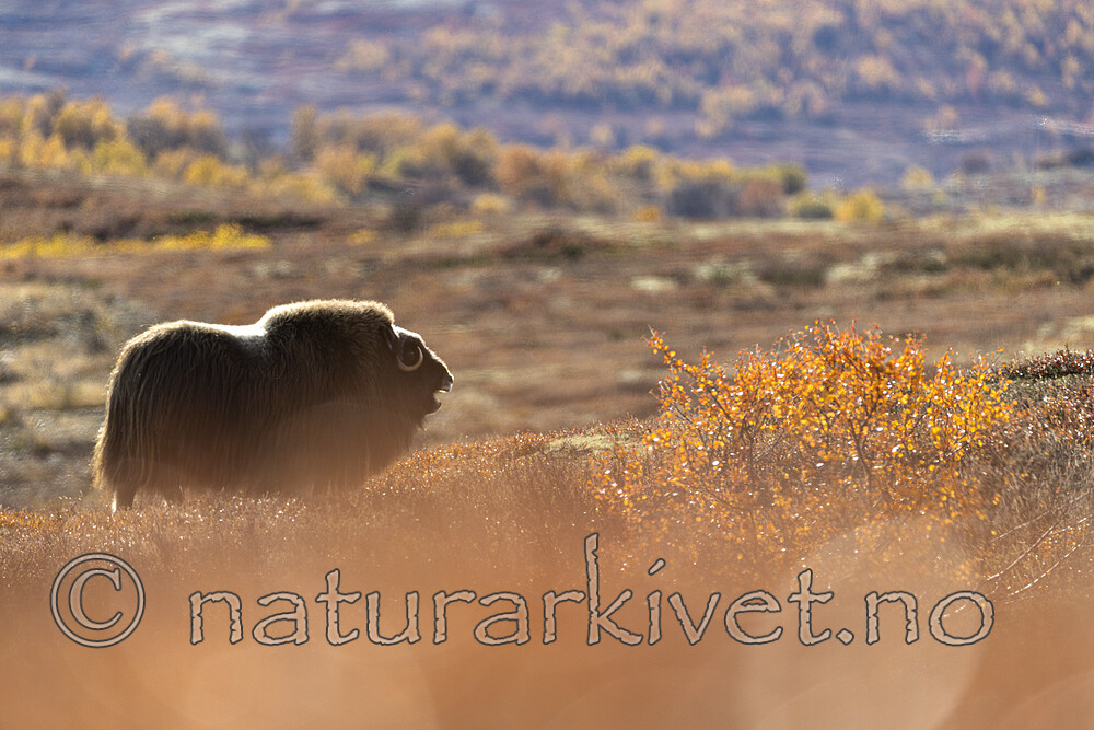 KA_200925_64 / Ovibos moschatus / Moskusfe