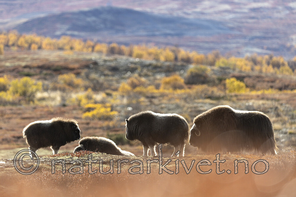 KA_200925_67 / Ovibos moschatus / Moskusfe