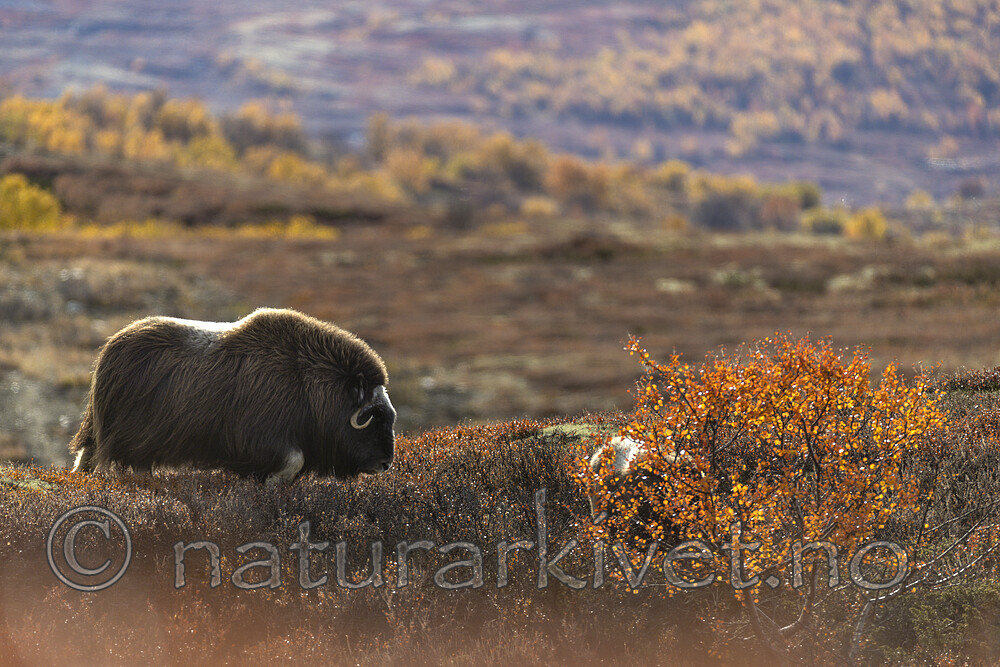 KA_200925_76 / Ovibos moschatus / Moskusfe