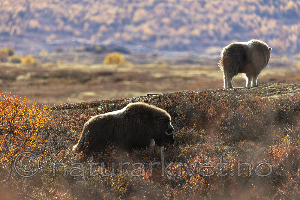 KA_200925_77 / Ovibos moschatus / Moskusfe