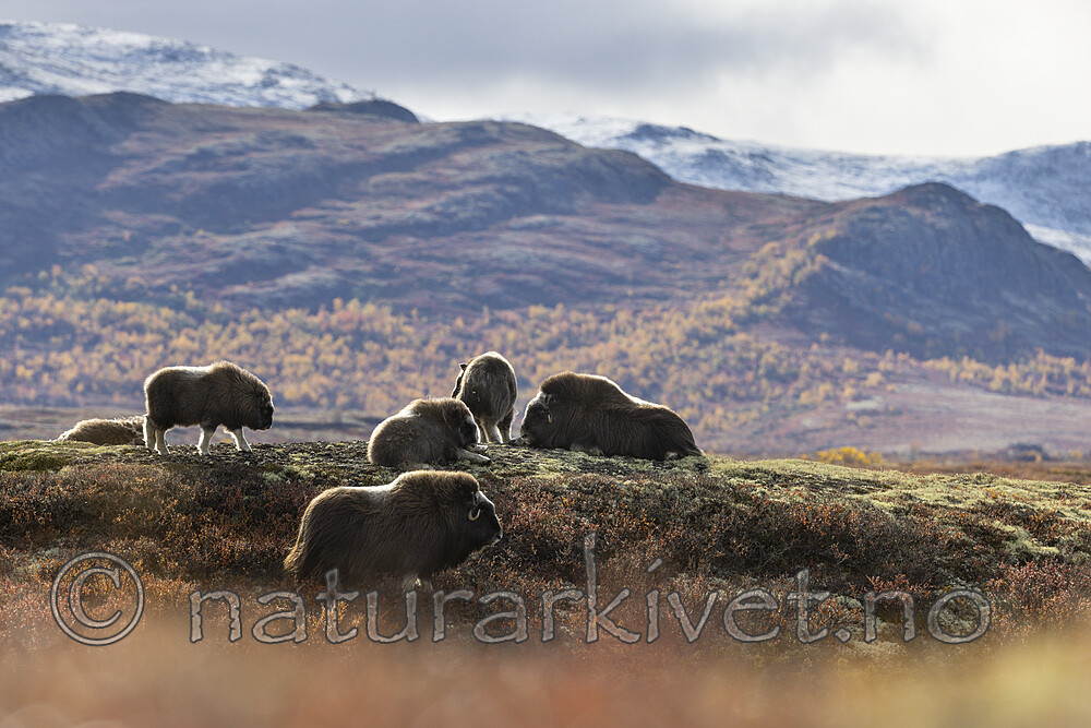 KA_200925_79 / Ovibos moschatus / Moskusfe