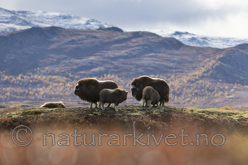 KA_200925_82 / Ovibos moschatus / Moskusfe