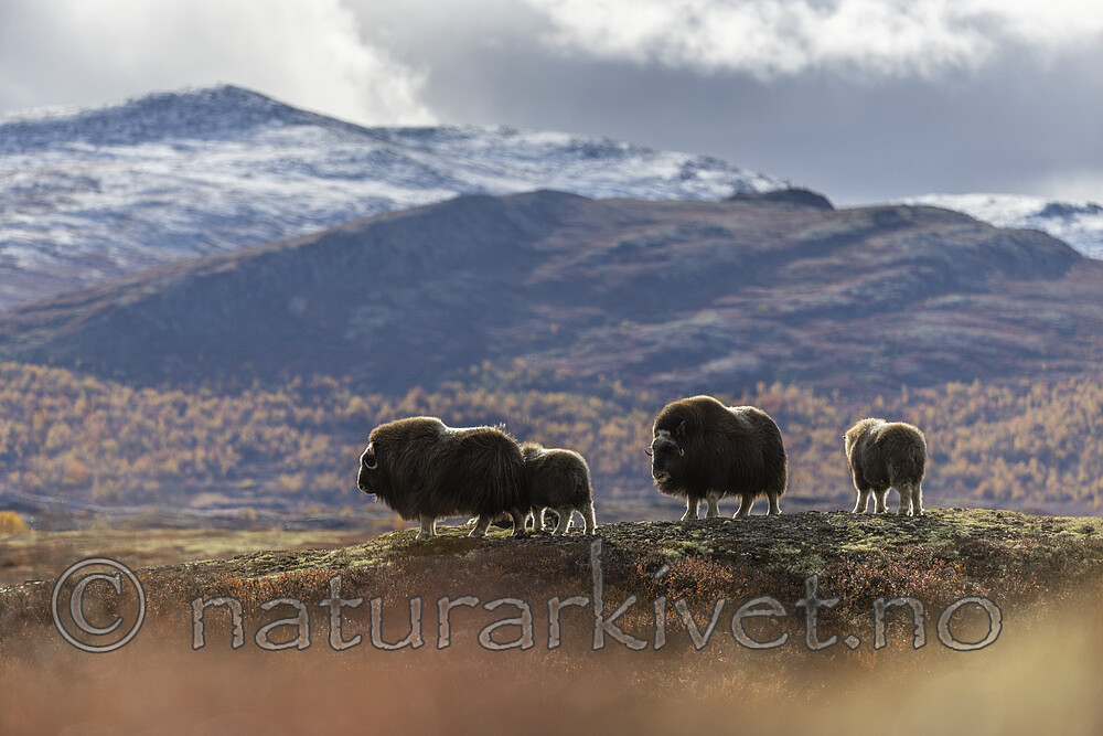 KA_200925_88 / Ovibos moschatus / Moskusfe