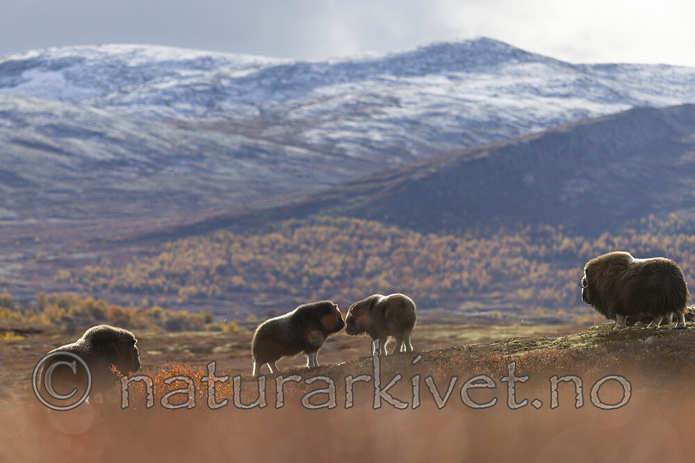 KA_200925_92 / Ovibos moschatus / Moskusfe