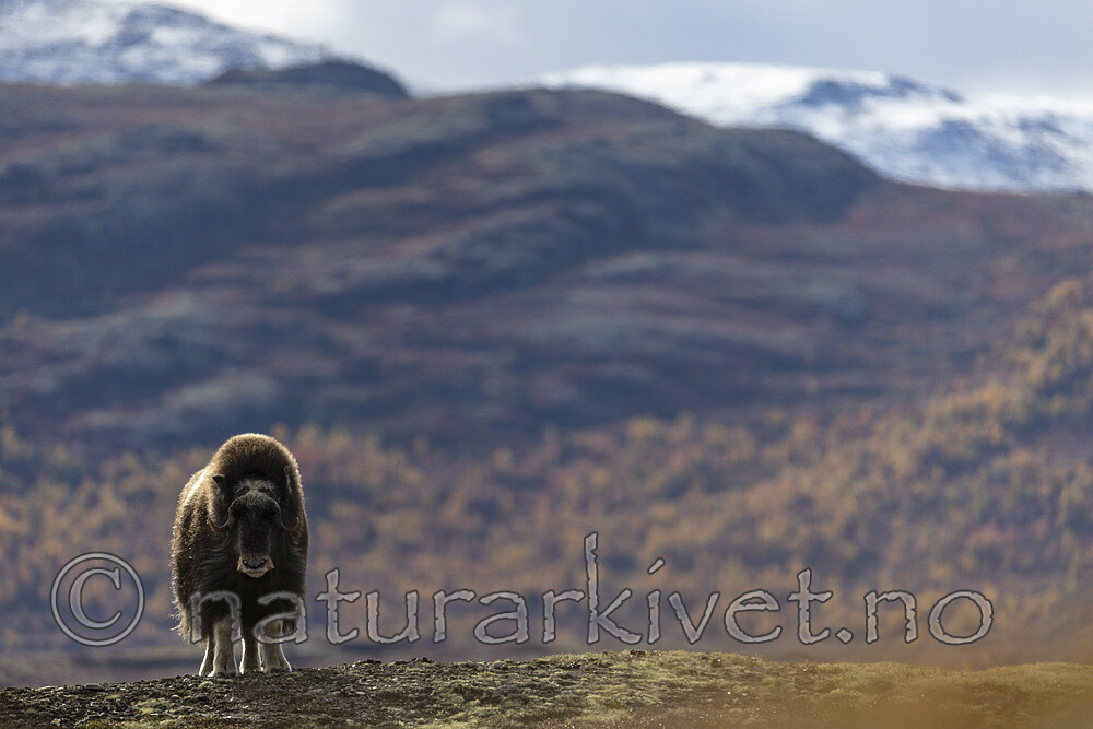 KA_200925_94 / Ovibos moschatus / Moskusfe