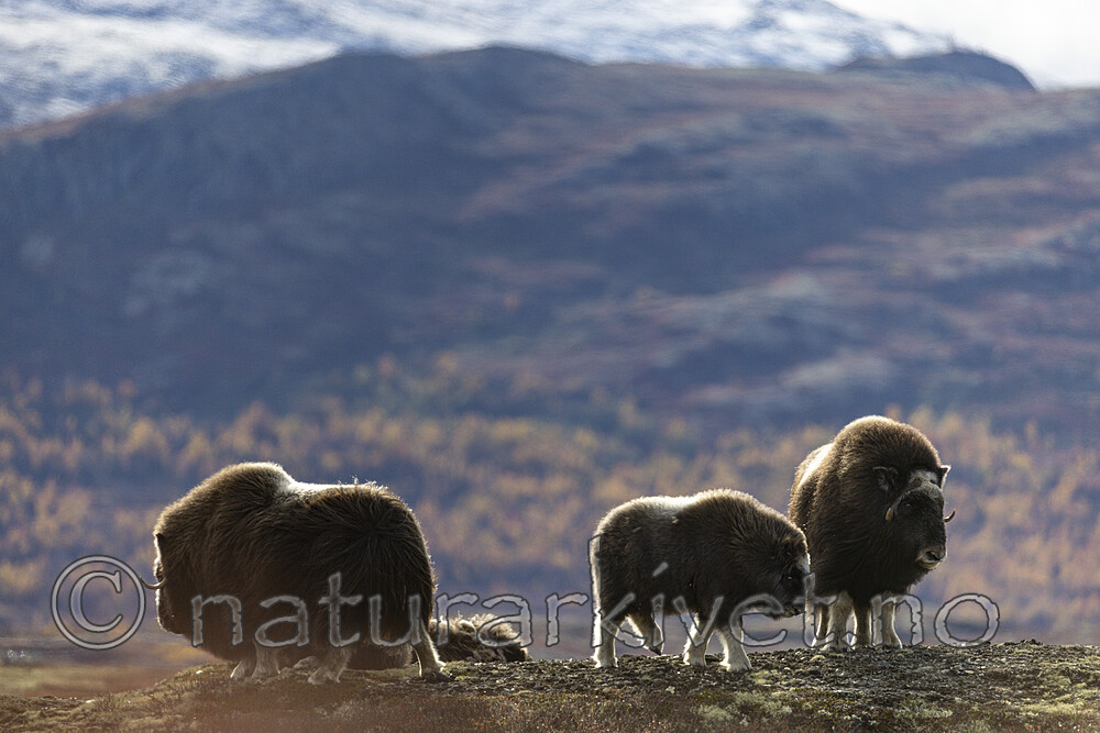 KA_200925_95 / Ovibos moschatus / Moskusfe