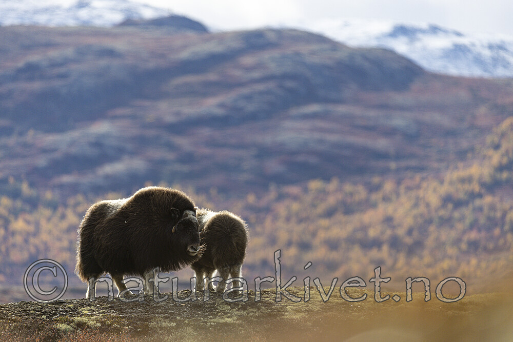 KA_200925_98 / Ovibos moschatus / Moskusfe