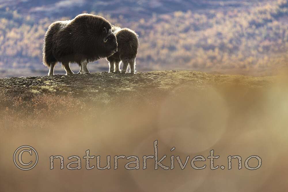 KA_200925_99 / Ovibos moschatus / Moskusfe