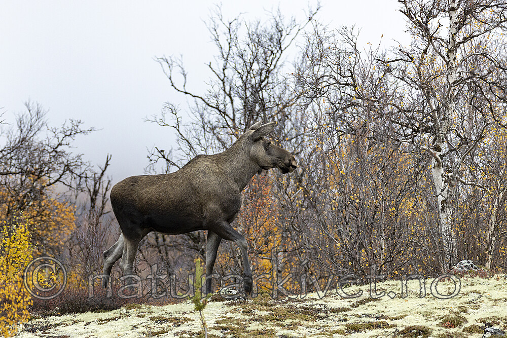 KA_200927_11 / Alces alces / Elg