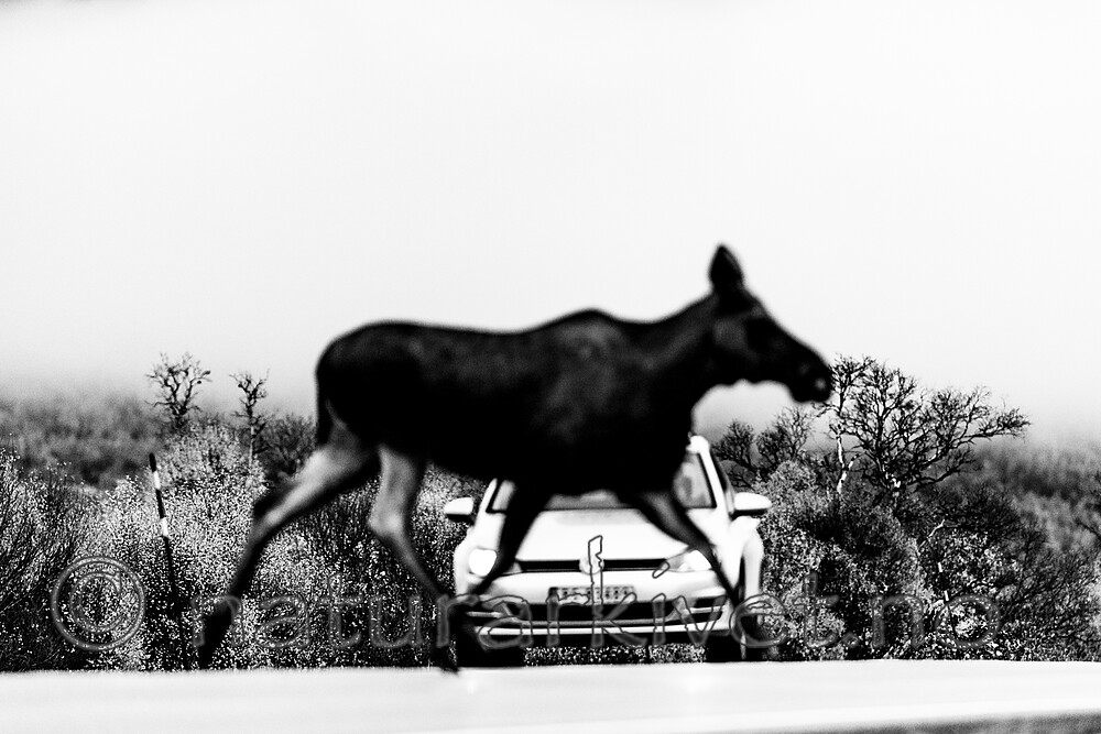 KA_200927_12-2 / Alces alces / Elg