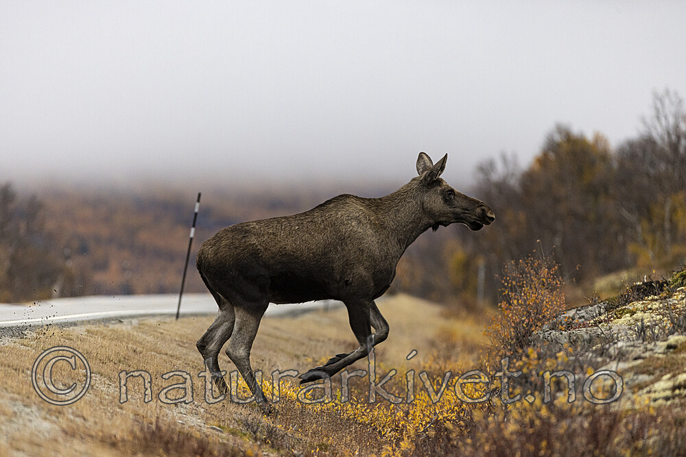 KA_200927_15 / Alces alces / Elg