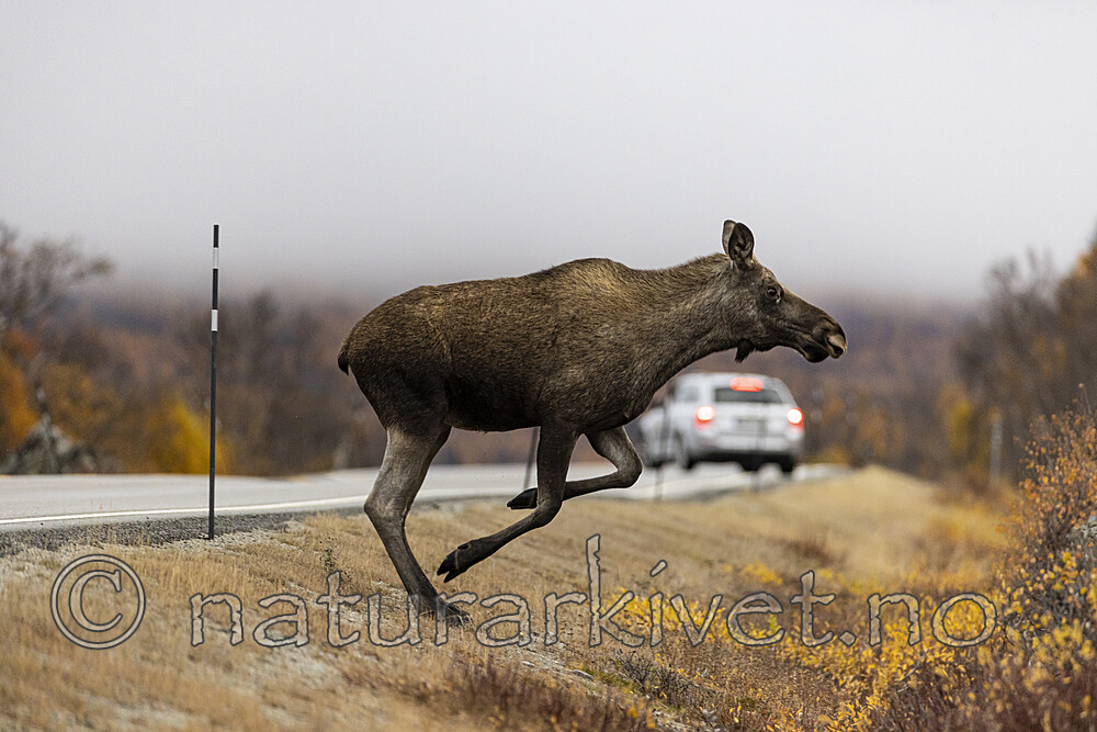 KA_200927_24 / Alces alces / Elg