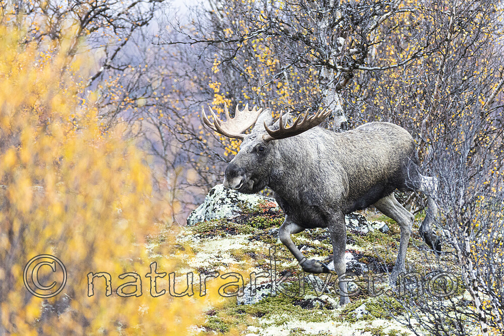 KA_200927_29 / Alces alces / Elg